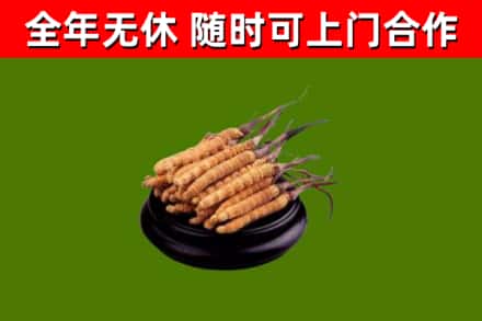 天宁区回收散虫草